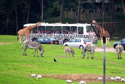Safari bus at Beekse Bergen Safari Park