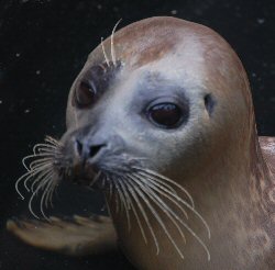 Mablethorpe Seal Sanctuary - Baby Seal