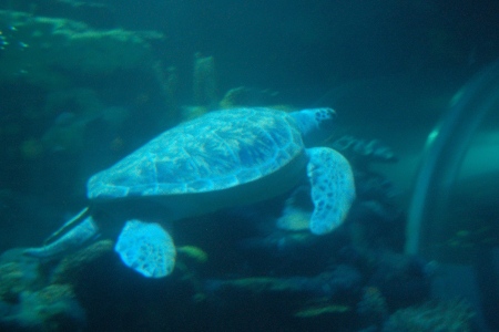 Giant turtle in the undersea tunnel at Birmingham's Sealife Centre