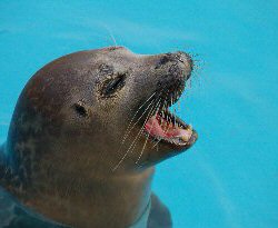 Skegness Natureland Seal Sanctuary - Seal