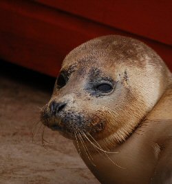 Skegness Natureland Seal Sanctuary - Seal