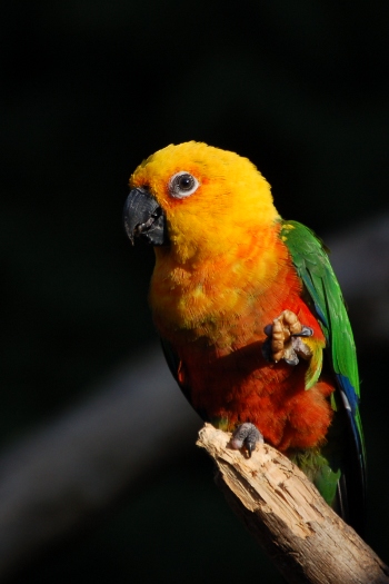 Parrot at Tropical Birdland Dresford Leicestershire
