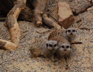 Meerkats at Tropical World Roundhay Park Leeds
