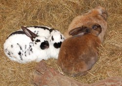 Rabbits at Twycross Zoo
